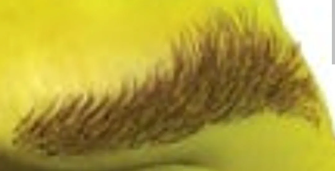 Avatar of Shrek's left eyebrow