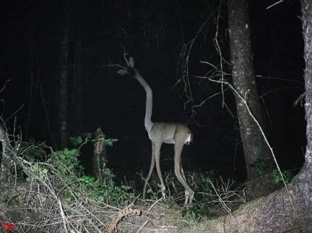 Avatar of RPG + Horror/Spooktober - Deer skinwalker