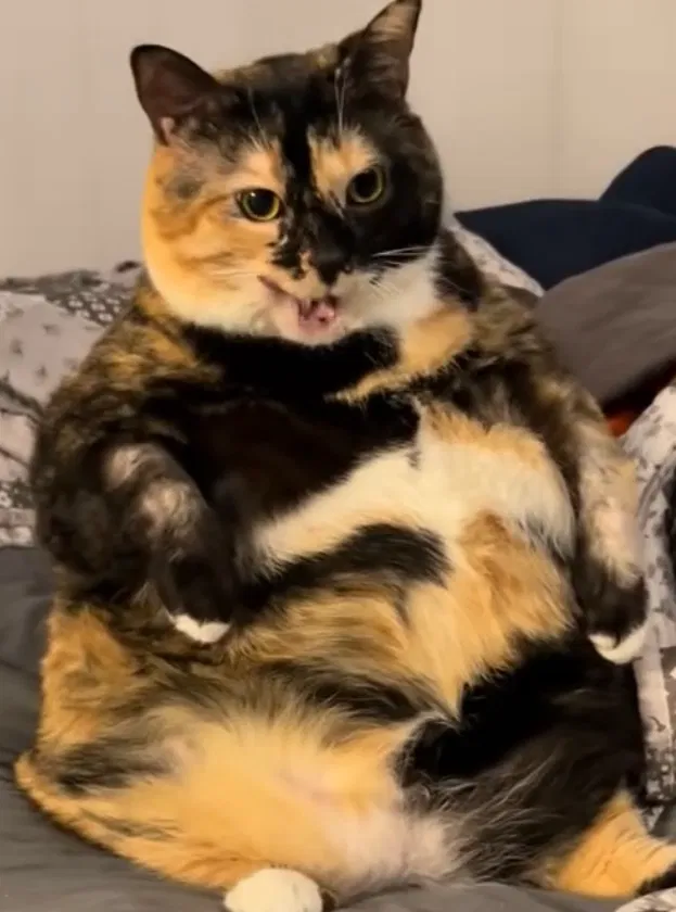 Avatar of Caramel gets pranked on