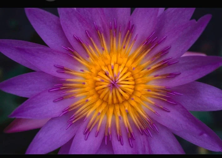 Avatar of Floria