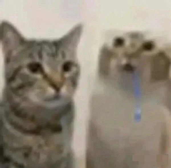 Avatar of Your cat