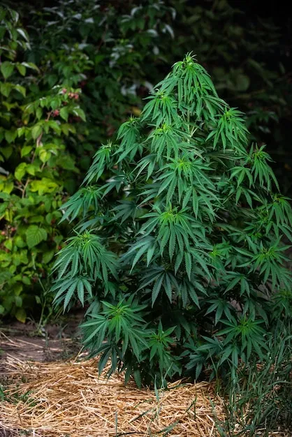 Avatar of You encounter a marijuana bush that gained sentience and DOESN'T WANT to be harvested and smoked