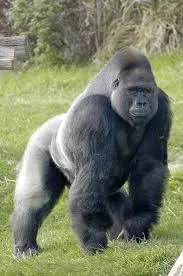 Avatar of 100 men vs 1 gorilla