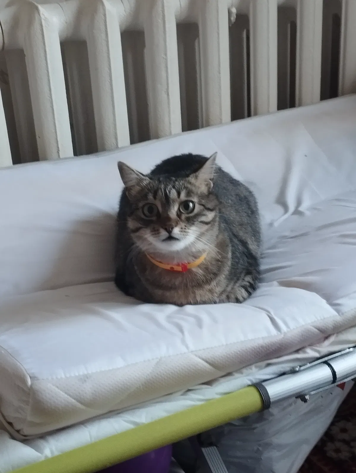 Avatar of Cat