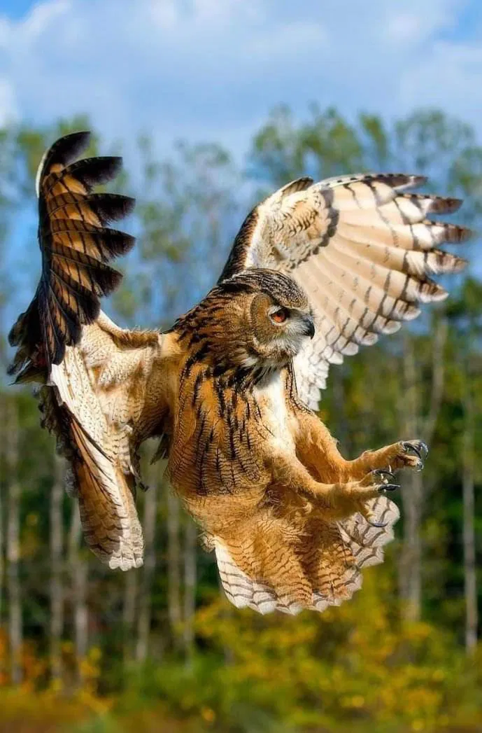 Avatar of Harpy Rowan