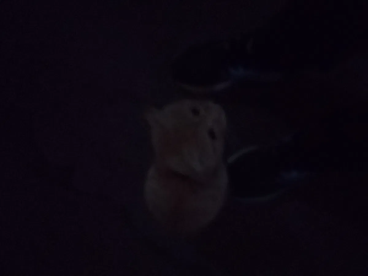 Avatar of A kitten in the dark.