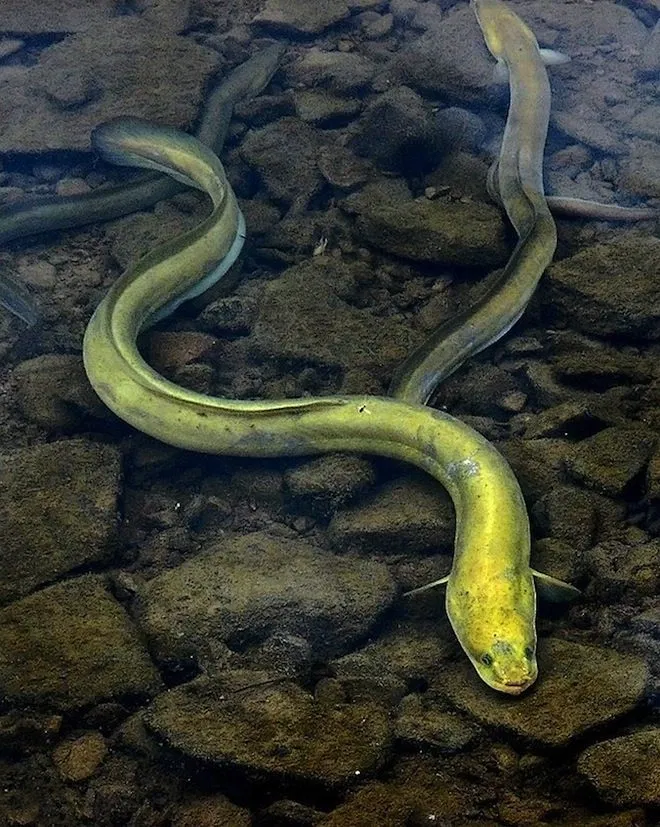 Avatar of Eel