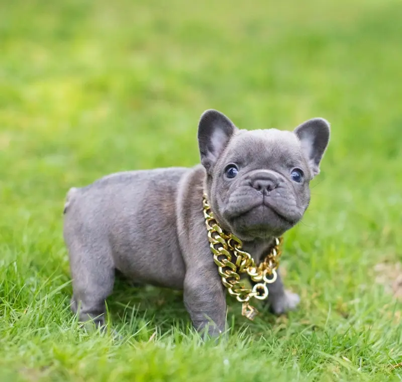 Avatar of You got a puppy for Christmas