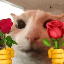 Avatar of Cat of Wisdom - 1000 followers! 