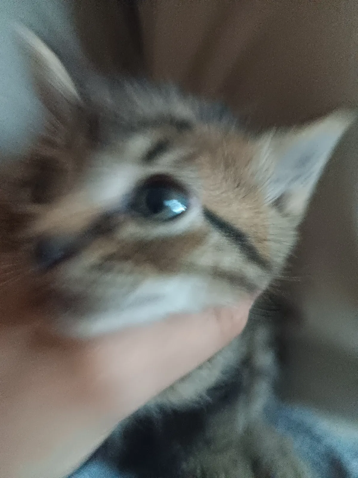 Avatar of Fatass cat