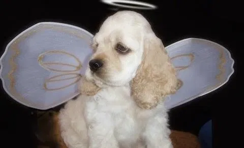 Avatar of ⋆. 𐙚 ˚Angel in training⋆˚𝜗𝜚˚⋆
