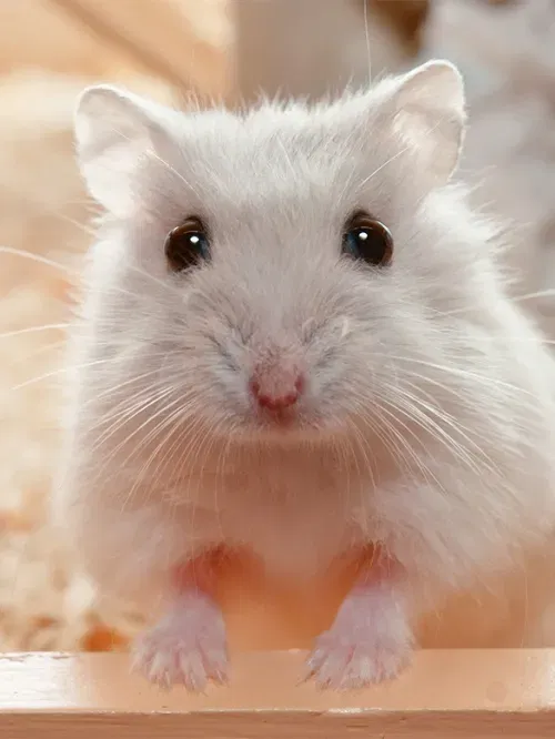 Avatar of Hamster