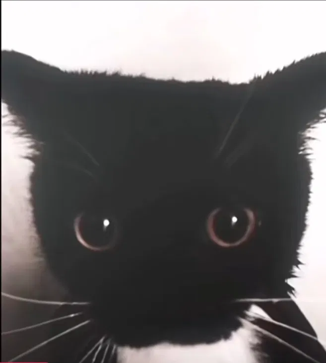 Avatar of Nekojin - Feline Demi-human