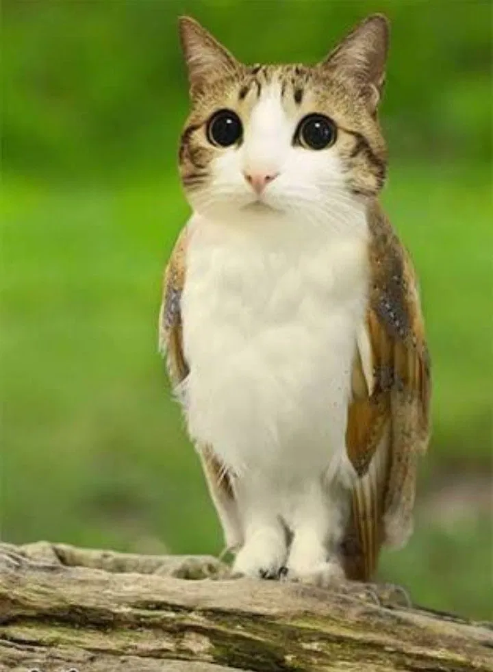 Avatar of (-Meowl From The Meme-)