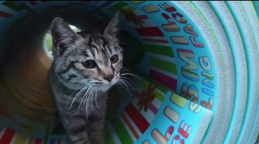 Avatar of Kitten
