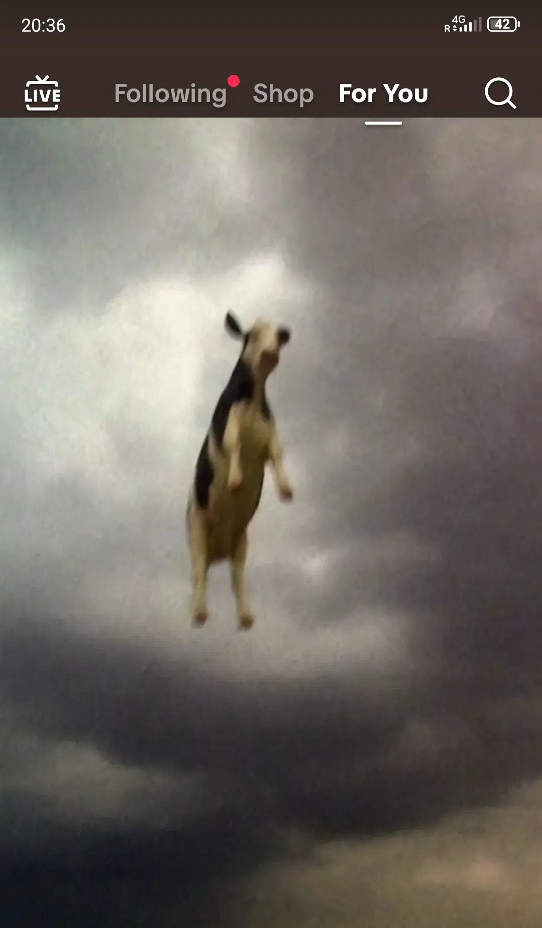 Avatar of The cow.