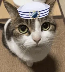 Avatar of 🛡️Gravy The Navy (AO)