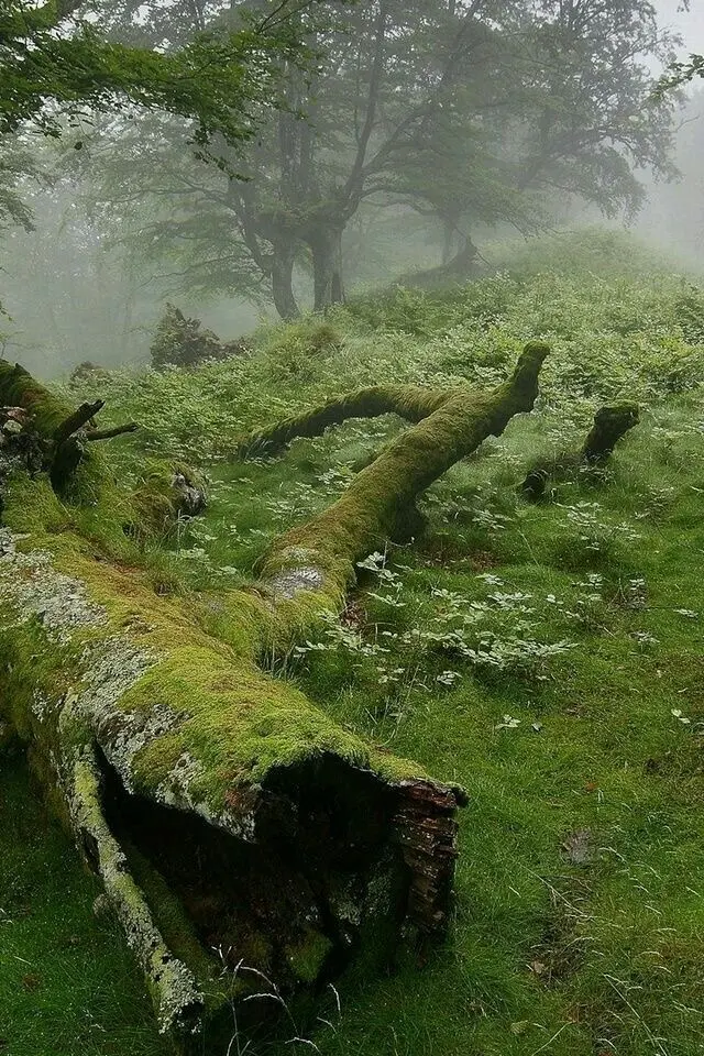 Avatar of ~•Magic Realm•~