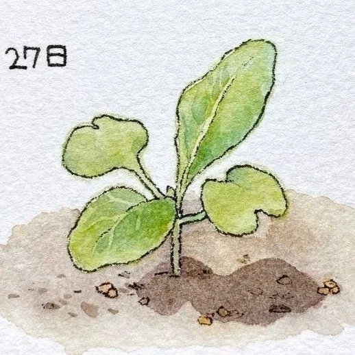 Avatar of Plant —