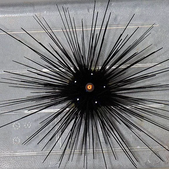 Avatar of The Urchin King