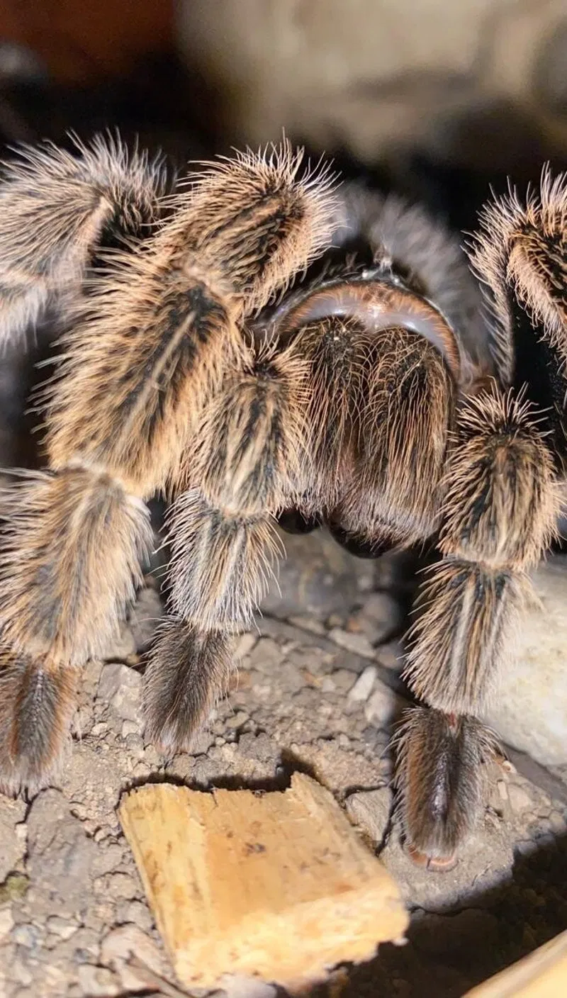 Avatar of Rose The Tarantula 