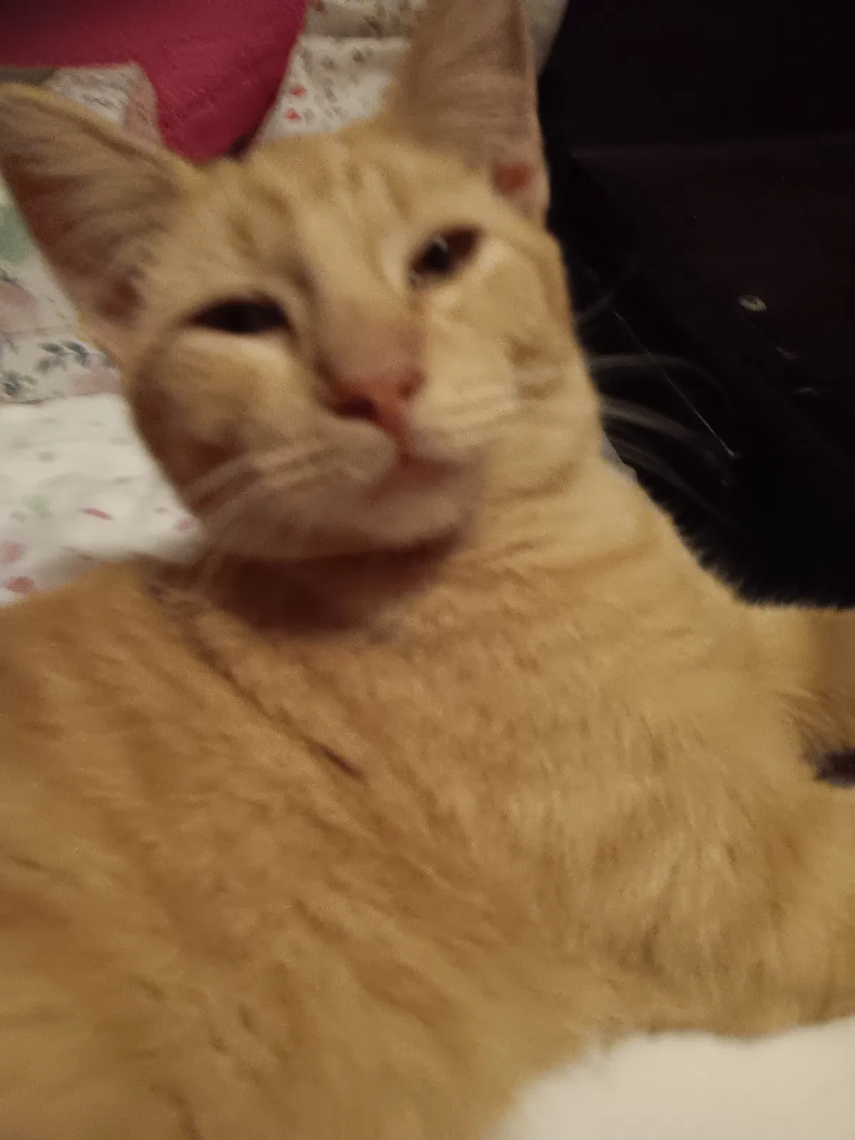Avatar of My dog looks weird