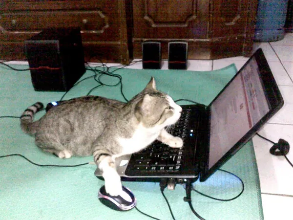 Avatar of Hacking test