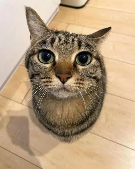 Avatar of a very kitty christmas