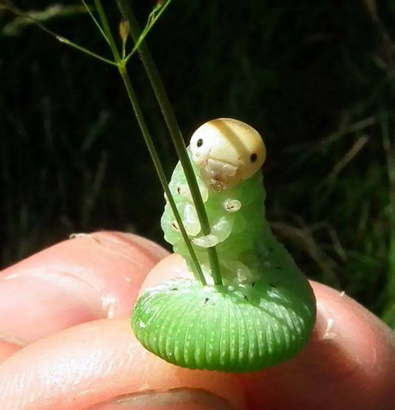 Avatar of life’s busy for a bee like me
