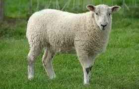 Avatar of Just A Sheep. What Else?