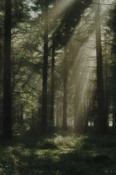 Avatar of The Quietus Forest