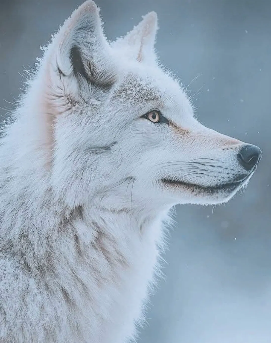 Avatar of Alpha Wolf | Pack Leader Theron