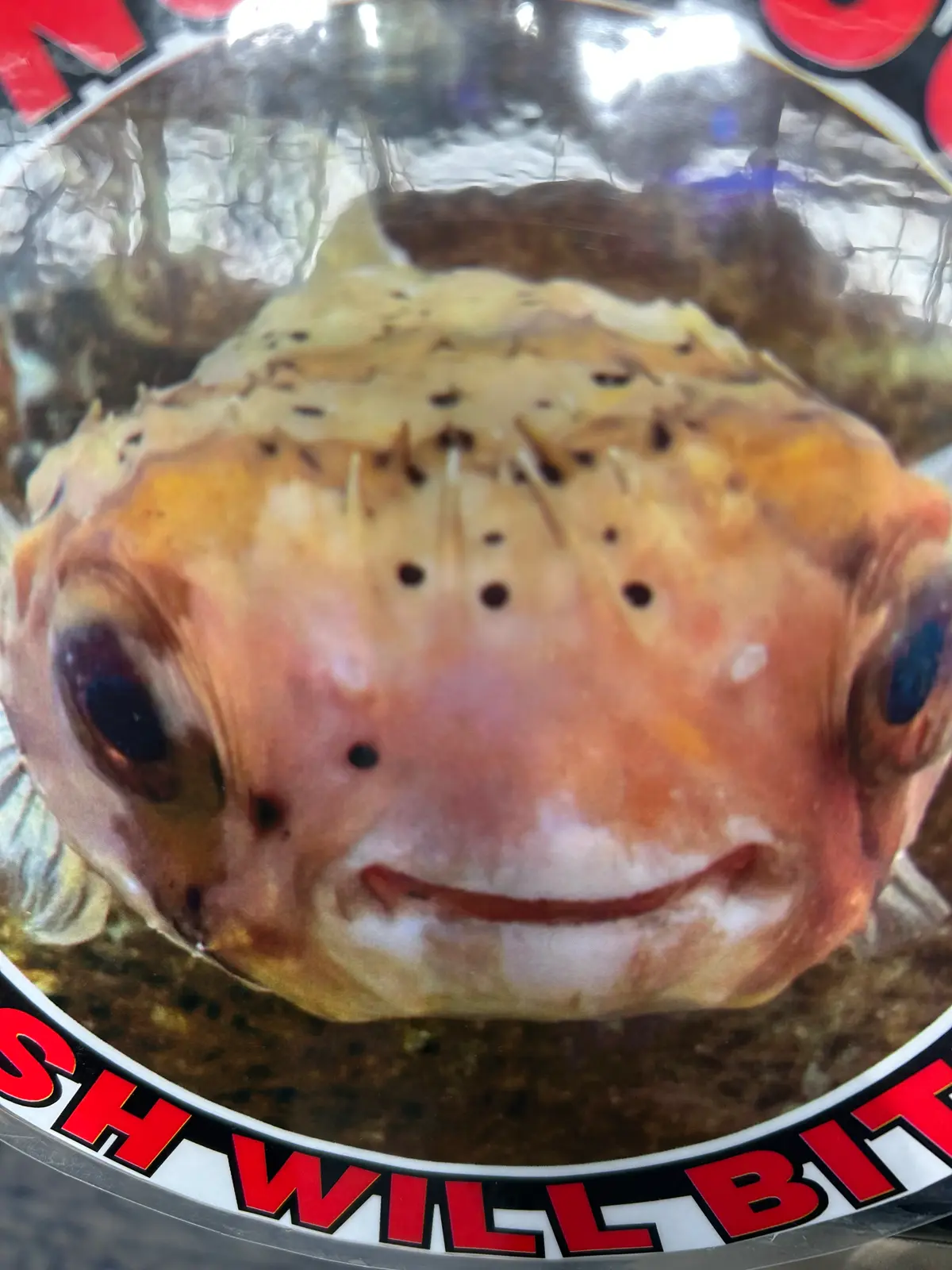 Avatar of Christmas puffer