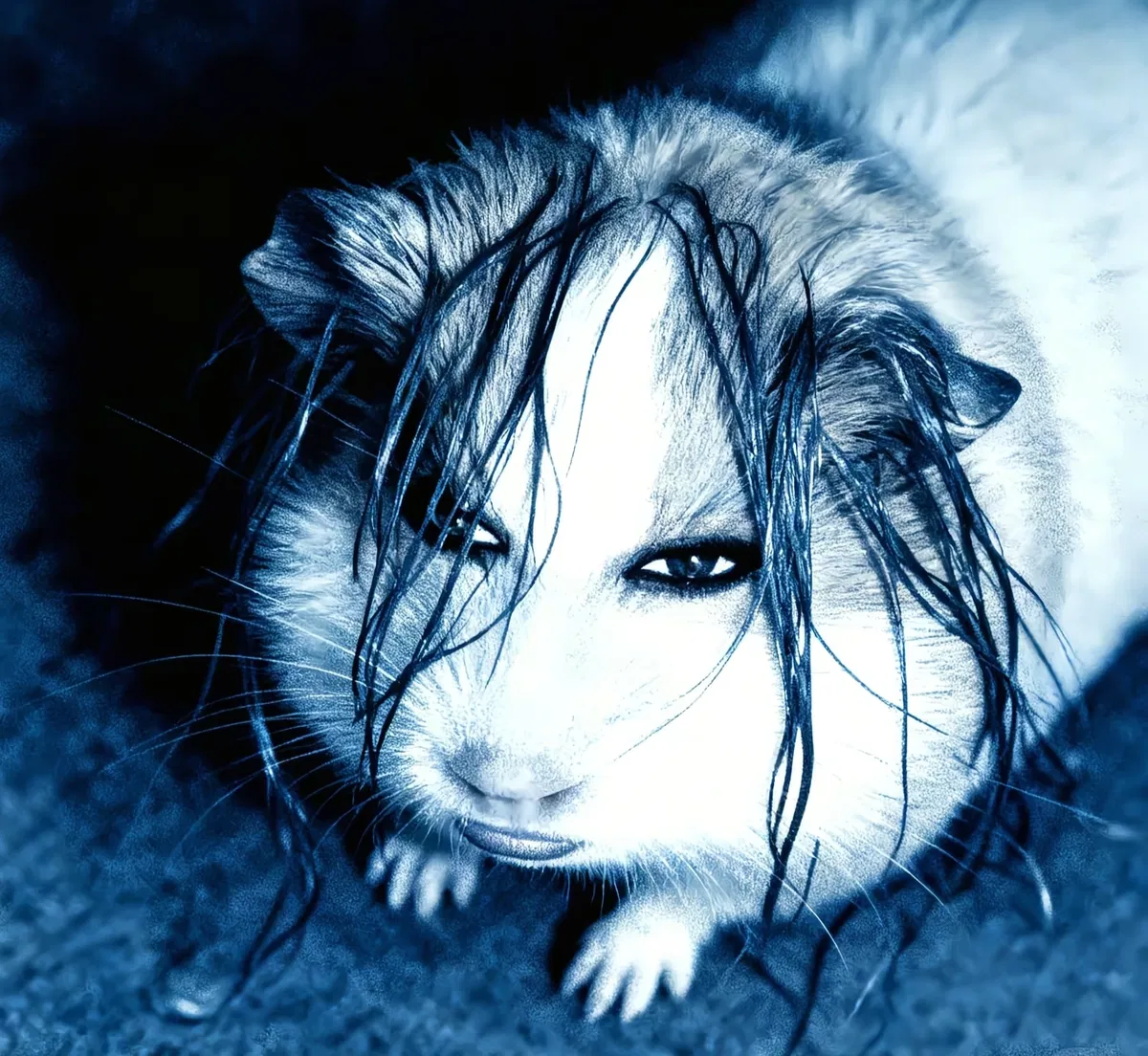 Avatar of Guinea Pig Phantom