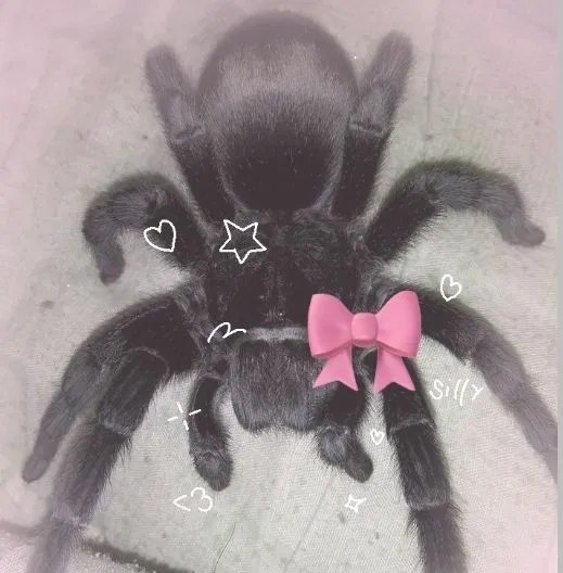Avatar of Spider SA...
