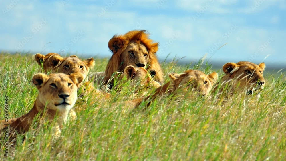 Avatar of Lion Pride