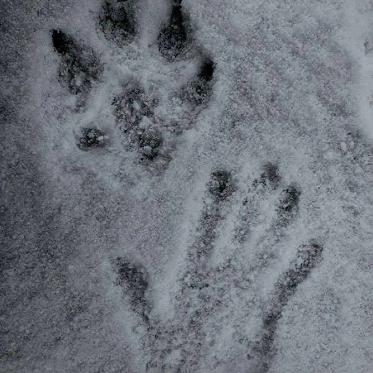 Avatar of Werewolf Rowan