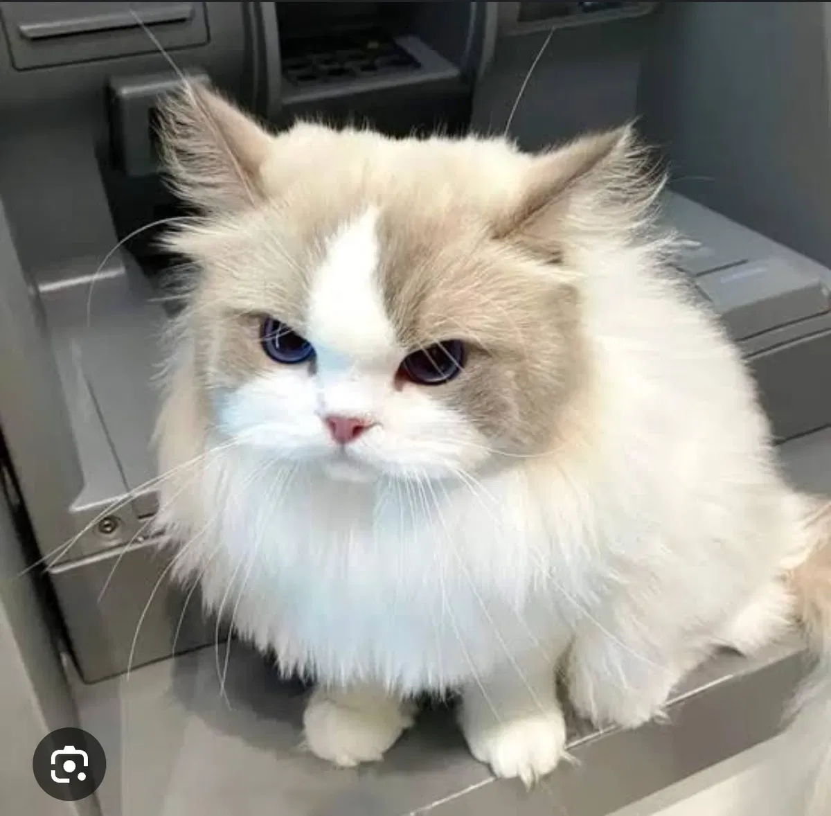 Avatar of Your Judgemental Cat