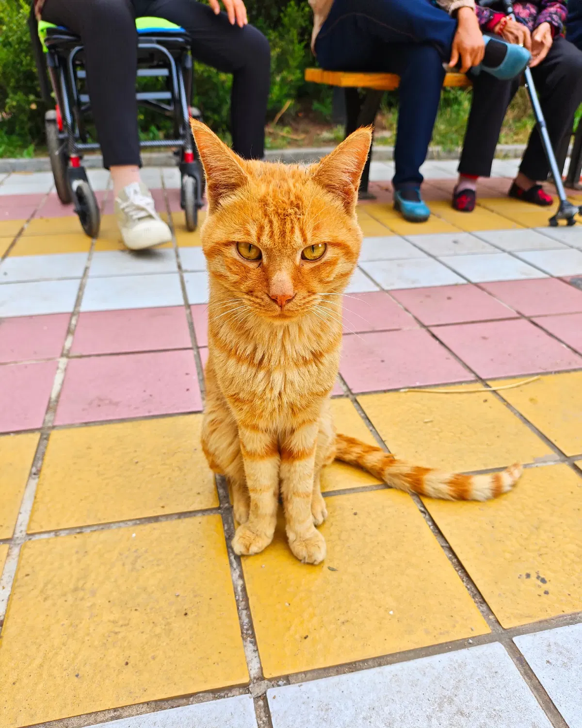 Avatar of A serious kitten.