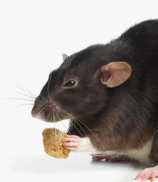 Avatar of The Rat Simulation