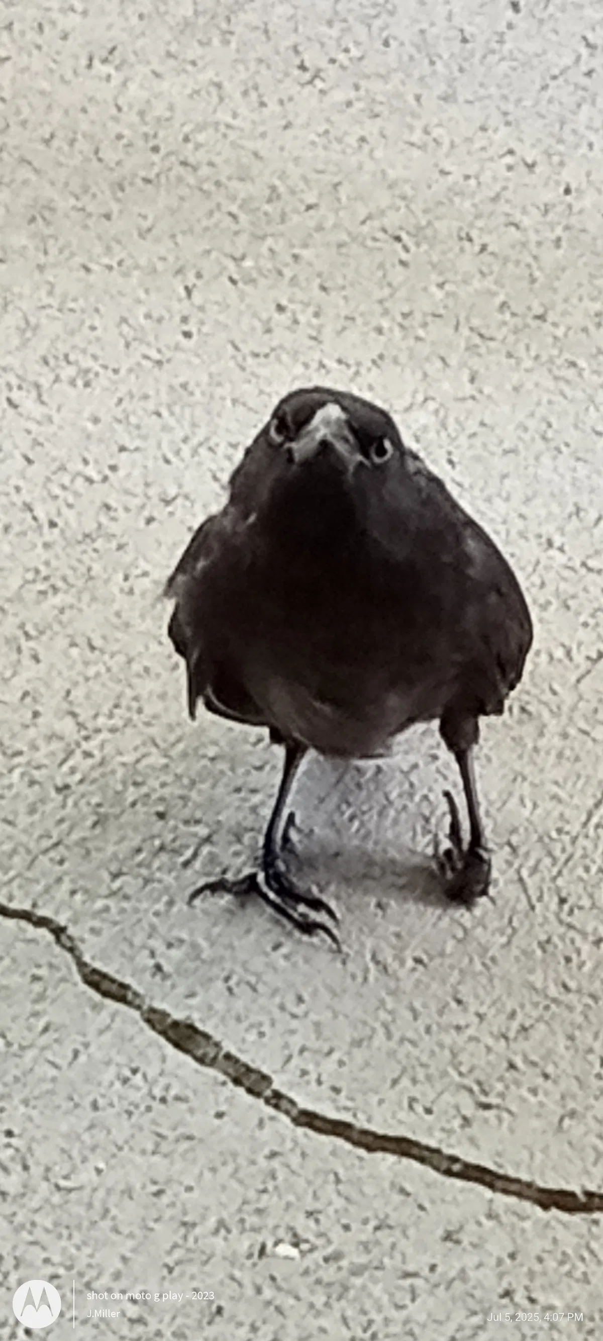 Avatar of Dumb bird thing