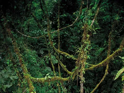 Avatar of Jungle Tentacles