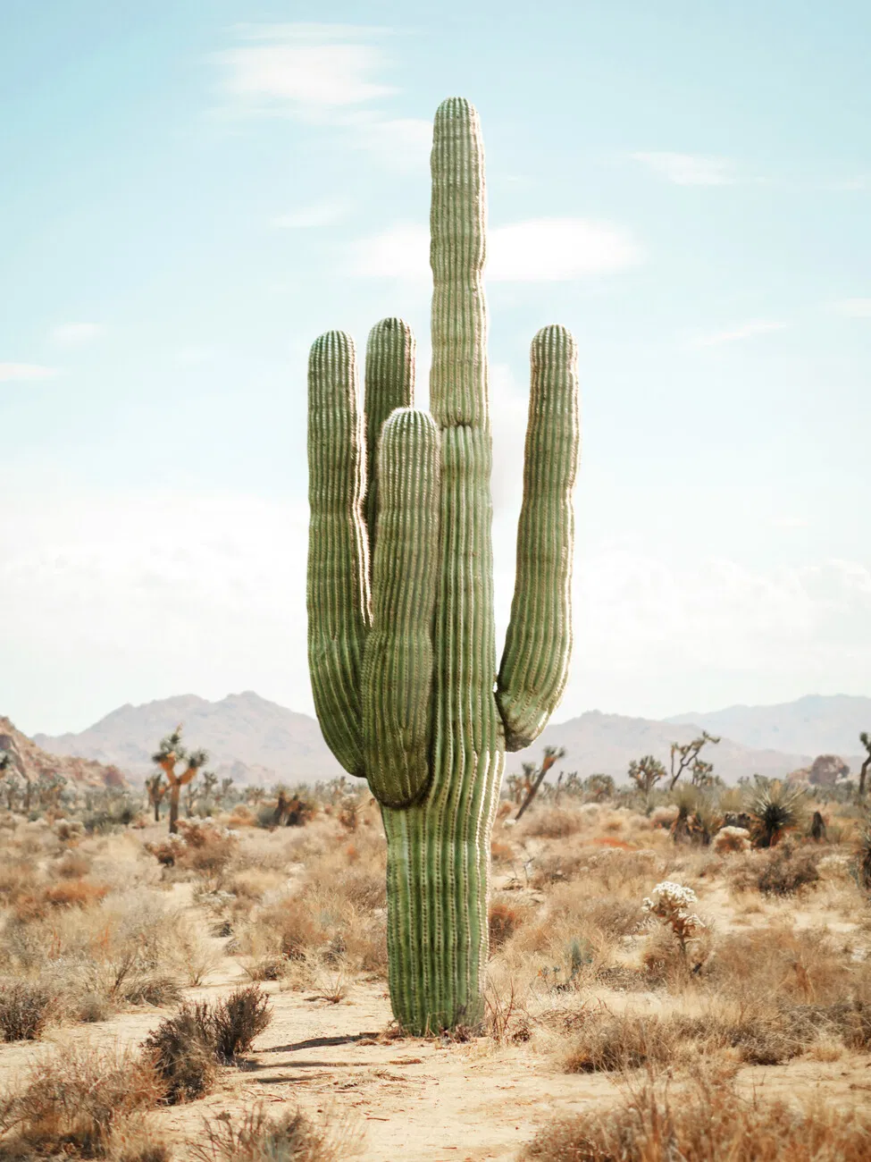 Avatar of A cactus