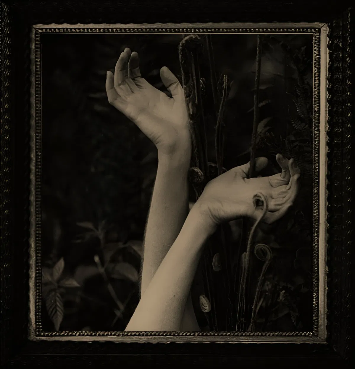 Avatar of The Conservatory