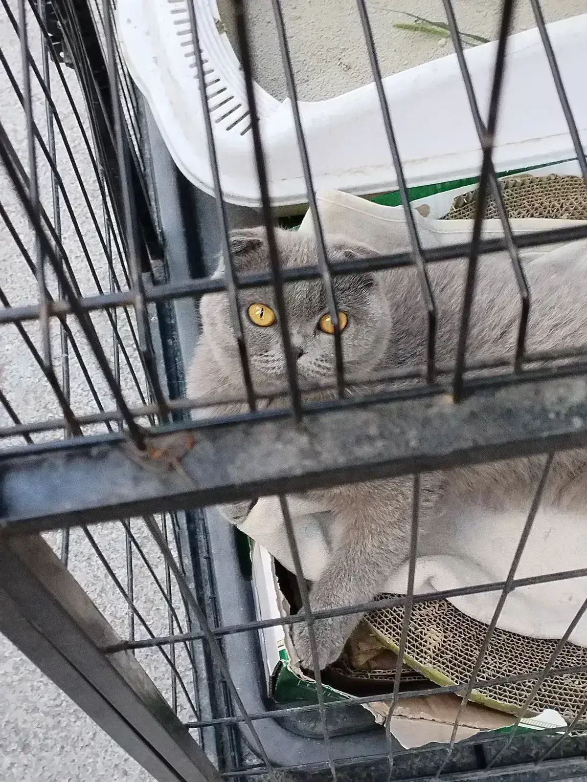 Avatar of Kitten.