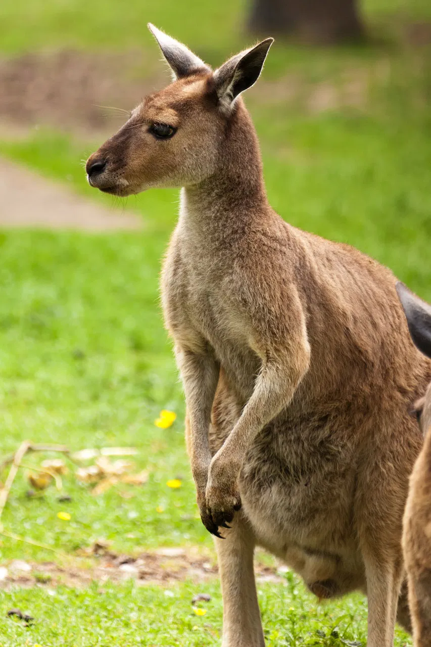 Avatar of Roo - Roommate
