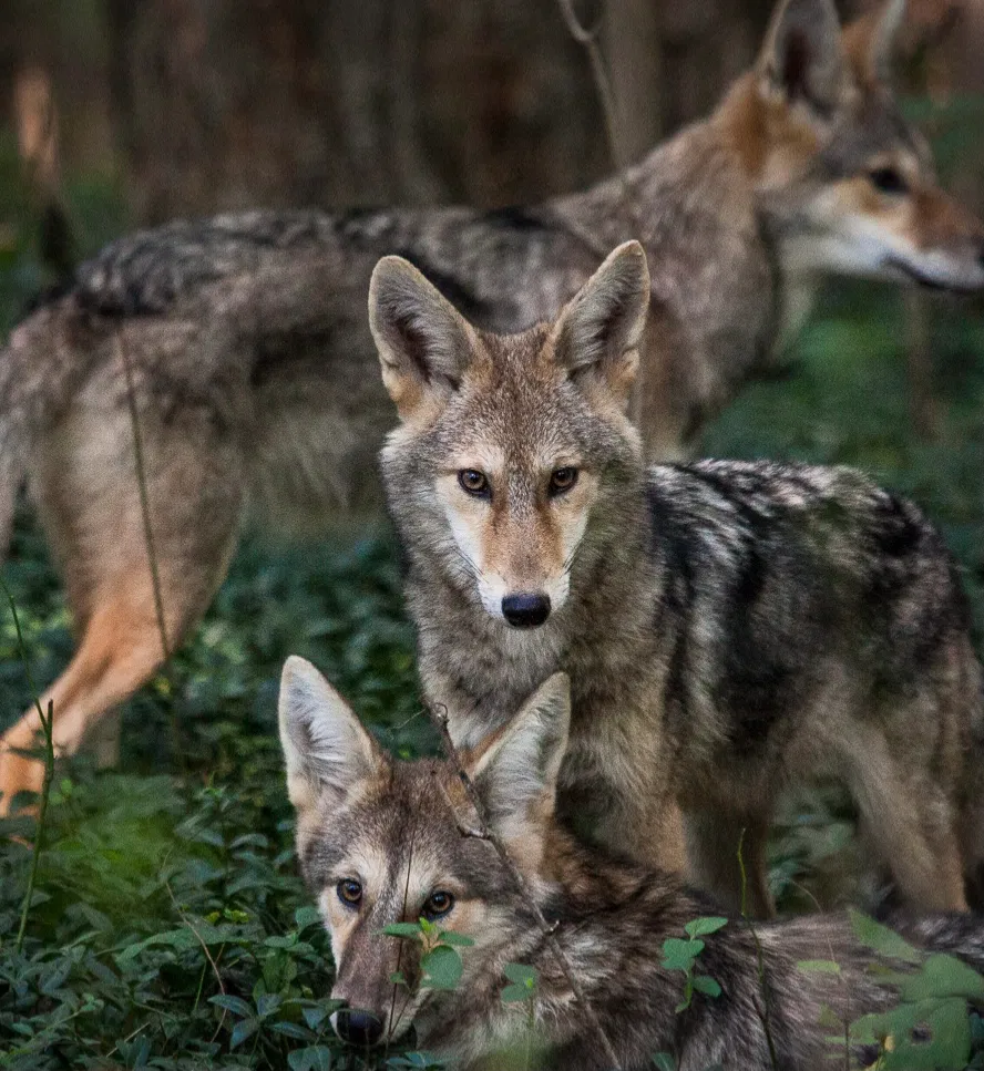 Avatar of Coyote Life