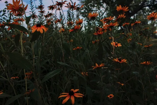 Avatar of Rudbeckia and Maisie Hirta