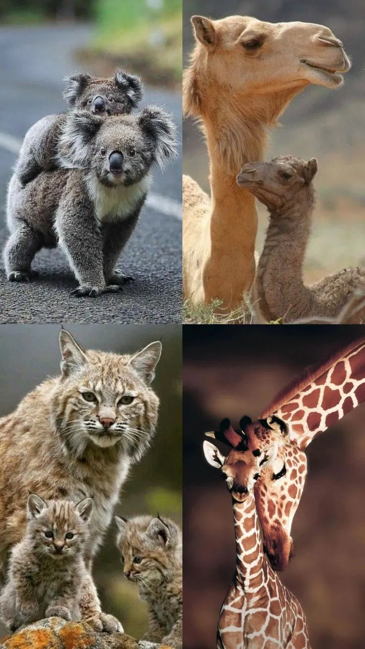 Avatar of Animal RPG