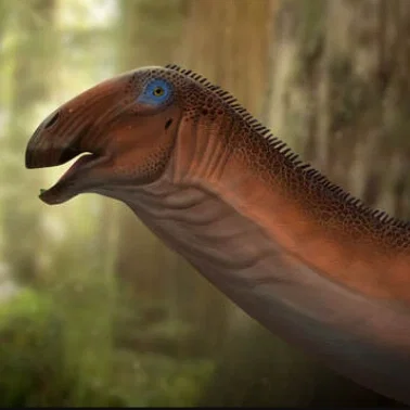Avatar of Nigersaurus